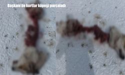 Başkale'de kurt alarmı: Sokak köpeğini parçaladılar