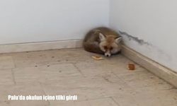 Elazığ'da bir okula tilki girdi
