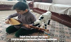 Elazığ’da yeni doğan kuzular biberonla büyütülüyor