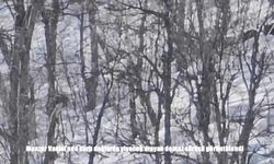 Munzur Vadisi’nde yiyecek arayan domuz sürüsü görüntülendi