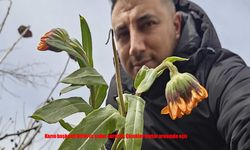 Kışın ortasında bahar sürprizi: Bitlis’te çiçekler erken açtı