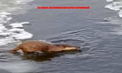 Su samuru buz üstünde balık yerken görüntülendi