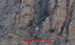 Munzur’un sarp kayalıklarında yaban keçileri görüntülendi