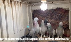 Ağrı'da eksi 20 derecede güvercin sevdası: 7 yıldır vazgeçmiyorlar
