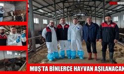 Muş’ta şap ve şarbon hastalıklarına karşı aşılama seferberliği başladı