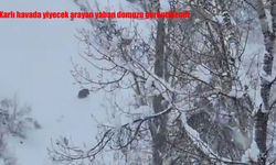 Pülümür’de aç kalan yaban domuzu yiyecek ararken görüntülendi