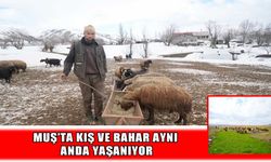 Muş’ta aynı gün iki mevsim: Köylerde 2 metre kar, ovaya bahar geldi