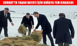 Korkut’ta yaban hayatı için doğaya yem bırakıldı