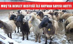 Muş'ta küçükbaş hayvan sayısı 1 milyonu geçti