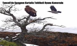 Tunceli’de Karganın Kartalla Tehlikeli Oyunu Kamerada