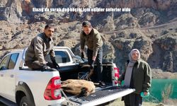 Elazığ’da yaralı dağ keçisi için ekipler seferler oldu