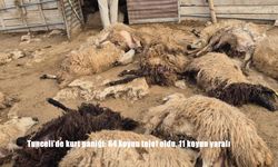 Tunceli'de kurt paniği: 64 koyun telef oldu, 11 koyun yaralı