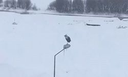 Ardahan’da Kar ve Dondurucu Soğukta Elektrik Direğinde Bekleyen Leylek Şaşırttı