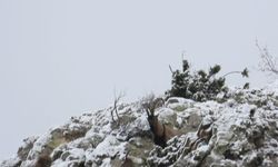 Erzurum’da Av Yasağı Başladı