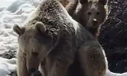 Erzincan’da Ayılar Karın Keyfini Çıkardı