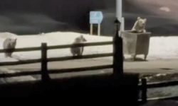 Kars’ta Anne Ayı ve Yavruları Çöp Ararken Görüntülendi