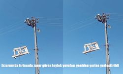 Erzurum’da fırtınada zarar gören leylek yuvaları yeniden yerine yerleştirildi