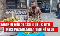 Muş’ta ‘Gülük Otu’ kilosu 100 liradan tezgahlarda yerini aldı