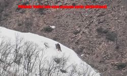 Tunceli'nin Pülümür Vadisi'nde doğa oyunu: İki ayı kameraya yansıdı.