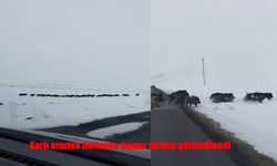 Vatandaşların Kamerasına Takılan Sürpriz Misafirler