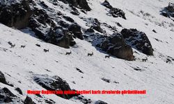 Munzur Dağları’nda Karla Kaplı Zirvelerde Yaban Keçileri Havadan Görüntülendi