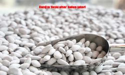 Elazığ’ın “Beyaz Altını” Ramazan’da Tarladan Sofraya Tonlarca Satılıyor!