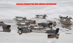 Van Gölü sahilinde göçmen sürprizi: Çıkrıkçın ördekleri görüntülendi