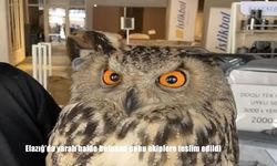 Elazığ’da yaralı halde bulunan puhu ekiplere teslim edildi