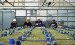 Erzincan’da Milyonlarca Sebze Fidesi Üretiliyor: Bölge Tarımına Güç Katıyor