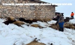 Erzincan’da Küçükbaş Sürüsünde Toplu Ölüm