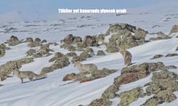 Adilcevaz'da Aç Kalan Tilkiler Yol Kenarına İndi