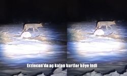 Erzincan’da aç kalan kurtlar köye indi