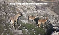 Elazığ'da dağ keçileri dron ile görüntülendi