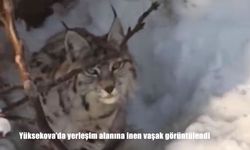 Yüksekova'da yerleşim alanına inen vaşak görüntülendi