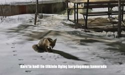 Kars’ta kedi tilkiye meydan okudu: İlginç karşılaşma kamerada