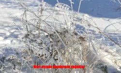 Baharın ilk ayında kış geri döndü: Ardahan buz kesti