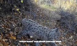 Ormanın Hayaleti Kamera Karşısında