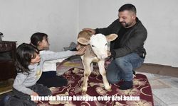 Tatvan’da hasta buzağıya soba başında şefkat