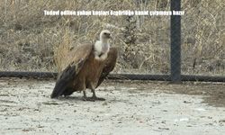 Tedavi Edilen Yırtıcı Kuşlar Doğayla Buluşuyor