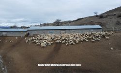 Erzincan’da gizemli kuzu ölümleri: 2 haftada 50’den fazla kayıp