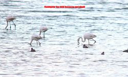 Van Gölü’nde bahar kanatlandı: Flamingolar geri döndü!