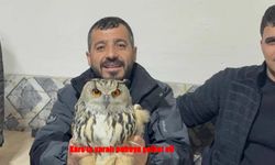 Kars’ta Yaralı Puhuya Duyarlı Vatandaşlardan Şefkat Eli