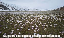Güzeldere Vadisi bahar çiğdemleriyle süslendi