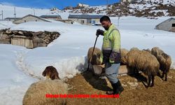 Süphan’ın eteklerinde yaşam mücadelesi: Besiciler doğaya direniyor