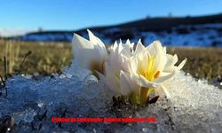 Munzur Eteklerinde Kardelenler Doğanın Müjdesini Veriyor