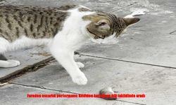 Erzurum’da Fareden Oscar’lık Kaçış: Ölü Taklidiyle Kediyi Şaşırttı!