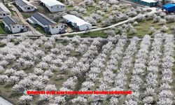 Malatya'da Kayısı Bahçeleri Görsel Şölen Sunuyor