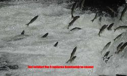 Van'da İnci Kefalleri Jandarma Korumasında