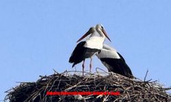 Baharın habercisi leylekler Ardahan'a ulaştı