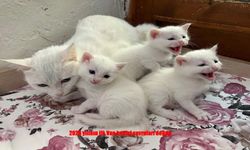 Van Kedi Villası’nda Doğum Heyecanı: 20 Yavru Dünyaya Geldi